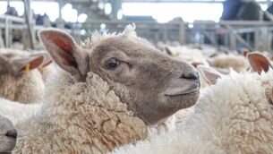 <p>Sheep prices / lamb prices</p>