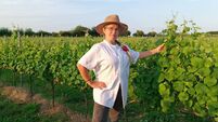My Job: The challenge of producing Irish wines