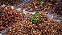 Fried insects, Exotic Asian food. Fried Insect or Bugs fried on Street food in Thailand