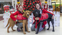 KRB 05-12-2024 XX  Irene Feighan: AADI Therapy dogs