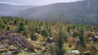 Wicklow Mountains Park really could be great again with some careful planning and management