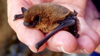 Pipistrelle Bat