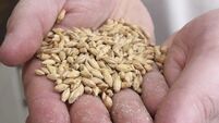 Growers angered by malting barley prices