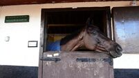 Cheltenham Festival 2025: Three things we will learn on Friday 