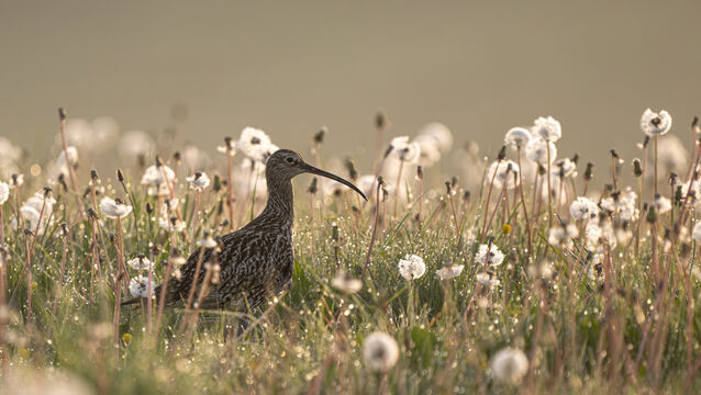 British Wildlife Photography Awards 2025