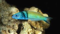 Blue Headed Wrasse ore Bluehead Wrasse, thalassoma bifasciatum