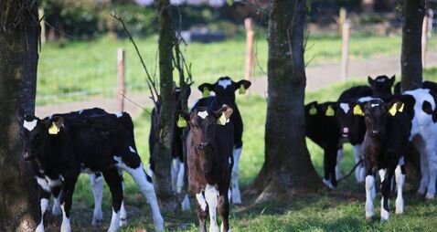 Preparing calves for grass: A guide to successful weaning