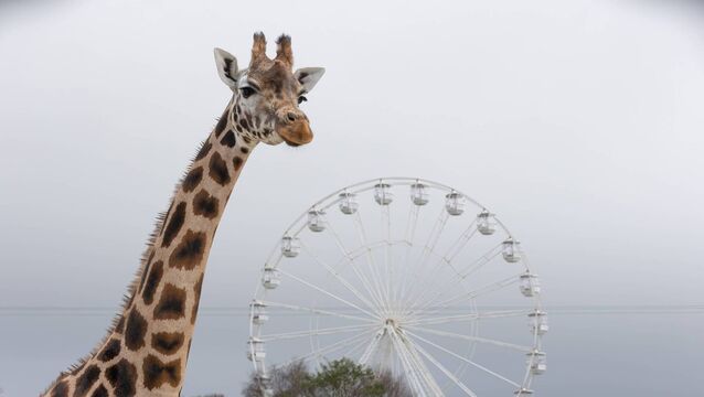 <p>One of Fotawildlife Parks Rothschild's giraffe in front of the new Panoramic Wheel. Picture: Darragh Kane.</p>