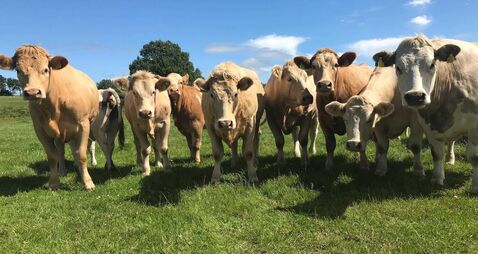 Ireland’s TB herd incidence hits highest rate in 15 years