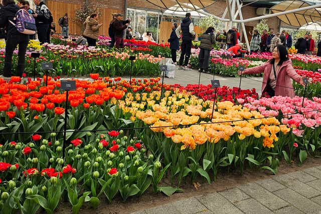 Netherlands Tulips